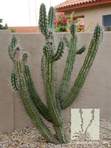 The united states' largest cactus, ubiquitous in the sonoran desert , inspires awe and amusement for the way that it seems to strike human poses. Argentine Toothpick - Stetsonia coryne - Civano Nursery