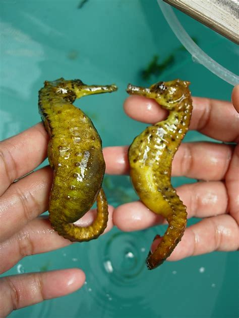 Kuda laut adalah keluarga ikan laut yang dicirikan oleh penampilannya yang sangat mirip kuda. Gambar Kolase Kuda Laut - Doni Gambar