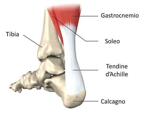 La fisioterapia può accelerare il tempo di recupero. La rottura del tendine d'Achille. Che cosa dobbiamo sapere ...