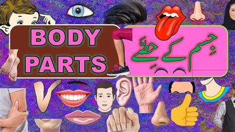 A collection of name of all parts of the body with their meaning in hindi and english. Body Parts Name in English | Body Parts Name in Urdu and ...