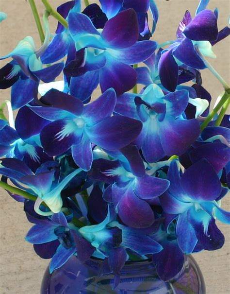 Dyed blue dendrobium orchids, inserted into a sprayed teal. STEM-DYED ORCHIDS - A work of art made easy - Sowing the Seeds