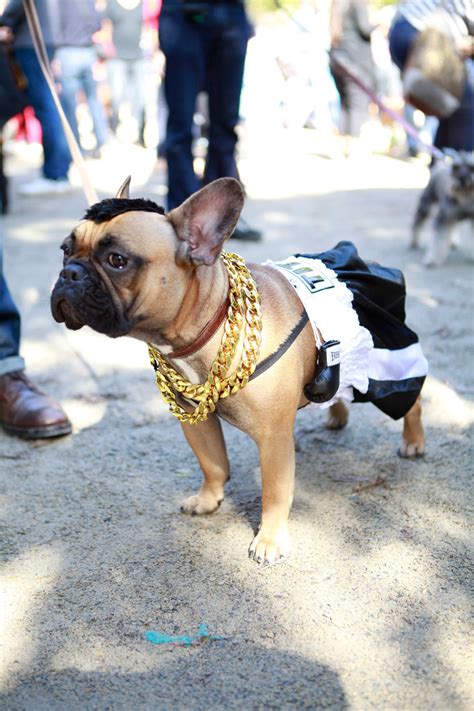 15 interesting halloween costume ideas for your french bulldog. Forty-five Dogs in Cute Costumes | French bulldog ...