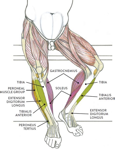 The central vertical line is divided horizontally by four lines which this detailed drawing of the back of a male torso shows the disposition of the muscles, and a diagram of what happens to these divisions when the body bends. Muscles of the Leg and Foot - Classic Human Anatomy in ...