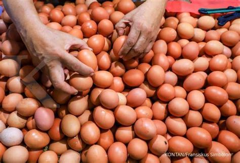 Assalamualaikum, langsung saja saya menawarkan harga tanah paling murah dan juga sangat menguntungkan, dijamin. Harga telur ayam paling murah Rp 17.800 per kg, menimpa 3 ...