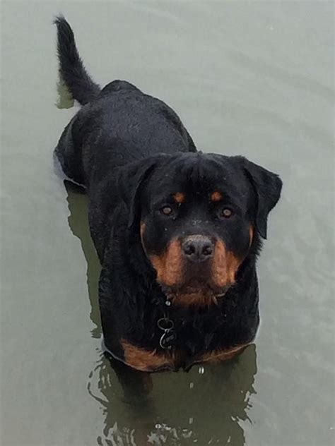 Carson Mercedes X Escobar | German rottweiler puppies ...