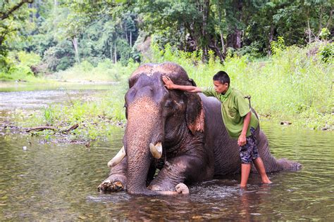 Fred the elephant boy is an actor. Elephant trekking ban: Is it a gray area? | Adventure.com