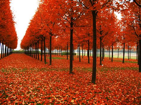 Apr 09, 2021 · so, to help you out in finding the best wallpaper for your smartphone, i've come up with this huge collection of 4000+ stunning full hd wallpapers for android phone and iphone. Wallpaper : sunlight, landscape, fall, nature, red, autumn, leaf, flower, season, woodland, land ...