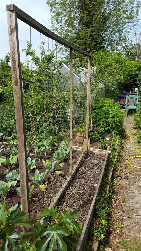 The runner bean (phaseolus coccineus) is a kind of bean commonly grown in gardens. How do you support Runner Beans? — BBC Gardeners' World ...