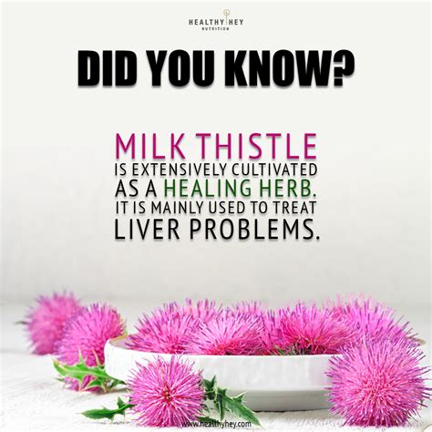 Check spelling or type a new query. Today, milk thistle extracts are among the most popular ...