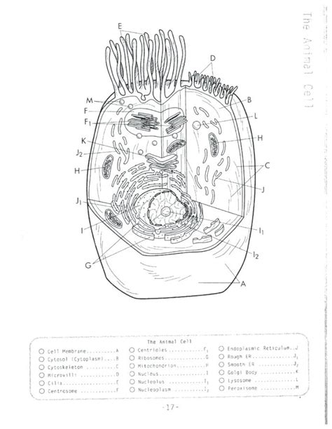 Animal and plant cell biology doodle diagrams. Plant Cell Coloring Page at GetColorings.com | Free ...