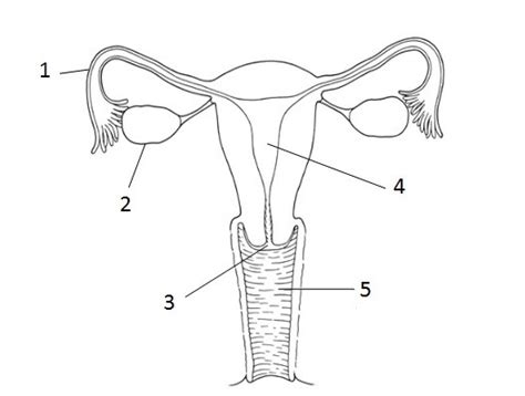 Internal structures of mammary glands. Female Reproductive System Drawing at PaintingValley.com ...