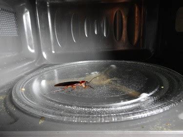 Roaches can survive in a microwave and live for a long time. How To Get Roaches Out of A Microwave — Cockroach Zone