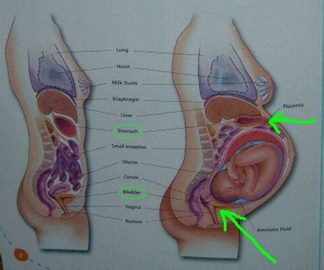 Anatomical representation of human birth. Keeping Time: And then we... realized you shouldn't pee or ...