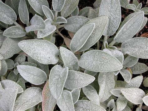 More images for silver foliage plants » 16 Silver-Foliage Plants to Brighten Your Landscape