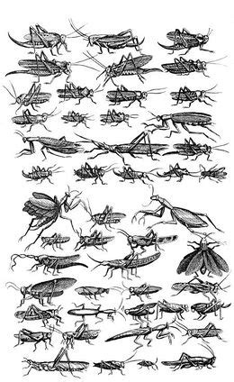 Maybe you would like to learn more about one of these? Entomología - EcuRed