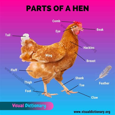 It is divided into 12 inches and equal to 30.48 centimeters. Chicken Anatomy: 16 External Parts of A Chicken (Rooster ...