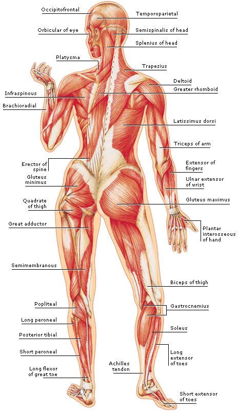 So, you see a rounder cross contour with just a depression at the spine. Medical Encyclopedia - Structure: The Body's Muscles ...