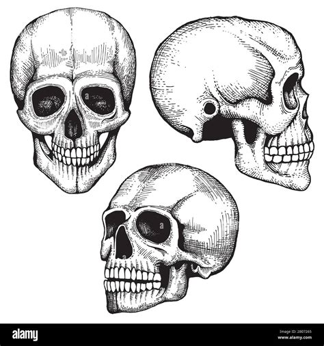 Hand drawn vector death scary human skulls collection. Skeleton head ...