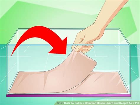 And since i had nothing else to do, i decided to catch it. How to Catch a Common House Lizard and Keep It As a Pet ...