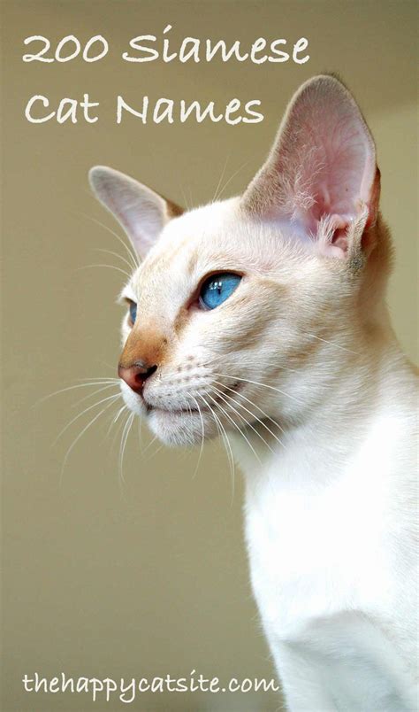 Siamese cats have fascinated people around the world ever since they were first officially exported from siam, now known as thailand, in the late our list of siamese cat names is authentic and each name has a translation next to it. 200 Best Siamese Cat Names For Your Kitten | Cats, Siamese ...