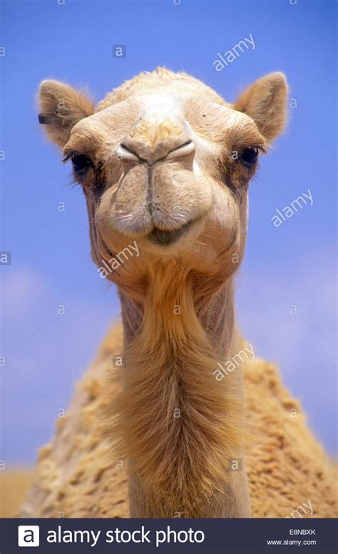 Camels can completely shut their nostrils during sandstorms. Camel head, Front view Stock Photo - Alamy