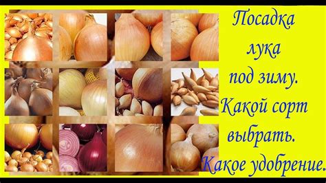 Радуйся, святый лука, евангелисте христов и апостоле. Посадка лука под зиму. Какой сорт выбрать. Какое удобрение ...