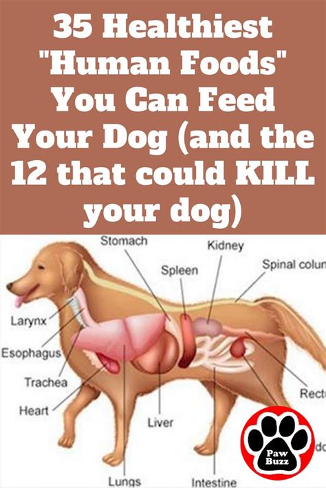 The better the food the healthier you dog will be. 35 Healthiest Human Foods You Can Feed Your Dog (And The ...