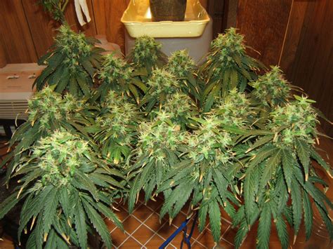 Cfl flowering grow light low energy e40 450w omega hydroponics lamp dual red uk. CFL grow almost 4 weeks, anything i can do to improve ...