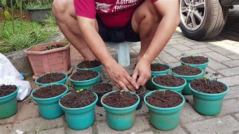 Cara budidaya jahe mudah dan murah meriah, cukup dengan polybag besar ataupun karung bekas, sehingga tidak perlu lahan khusus yang luas dan tanam bibit jahe yang tadi sudah dipersiapkan. Cara Menanam Cabe di Lahan Sempit - Sederhana dan Mudah - YouTube