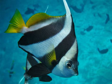 They are thought to spawn seasonally in pairs and the eggs larvae and fry are thought to drift with the current before swimming to the bottom. Bannerfish, Schooling(3).JPG | BirdForum