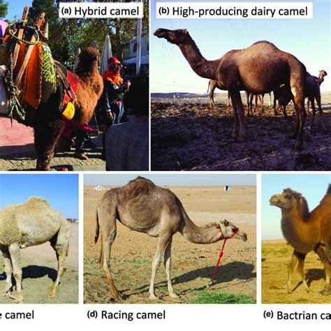 All dromedaries are camels, but not all camels are dromedaries. Camel Types A Camel Hybrid F1 Bactrian Camel 9 Dromedary Used