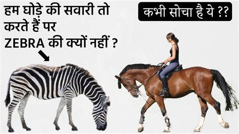 To domesticate such an animal is. तो इसलिए हम ZEBRA की सवारी नहीं करते ! Why We Ride Horses ...