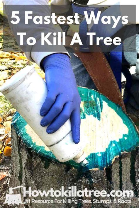 Killing a tree stump using epsom or rock salt. Pin on Tree stump killer