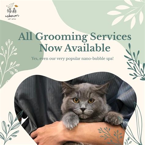 (whitney has a hot mess category for seriously matted felines that take hours to groom.) All Cat Grooming Services Available @ Nekomori Cat Salon ...