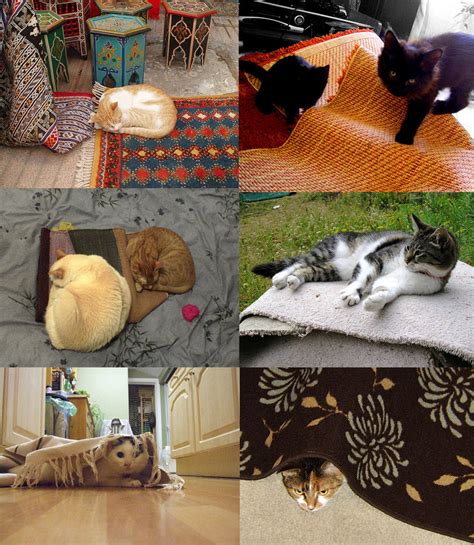 There are 9 cat scoot for sale on etsy, and they cost us$ 24.06 on average. Cat and Rug Pictures - PoC
