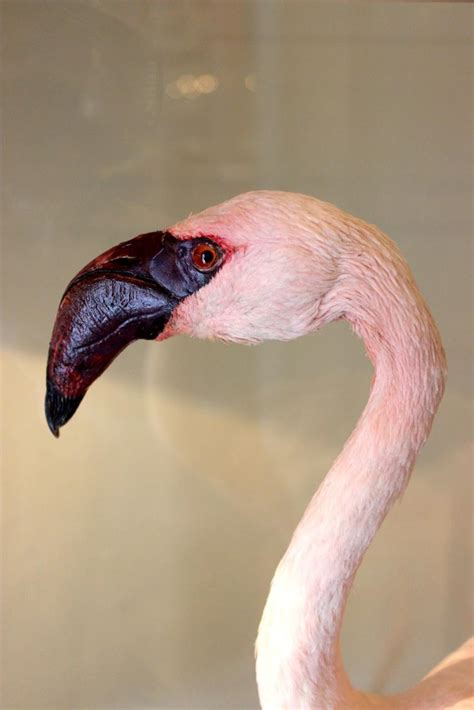 More than 681 decorative flamingos at pleasant prices up to 407 usd fast and free worldwide shipping! Wonderful Taxidermy Lesser Flamingo - Decorative Items & Other