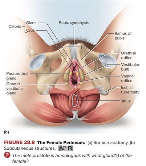 Genderfluid is about how a person views and expresses their own gender identity. Diagram Of Skenes Gland - Diagram Data Pre