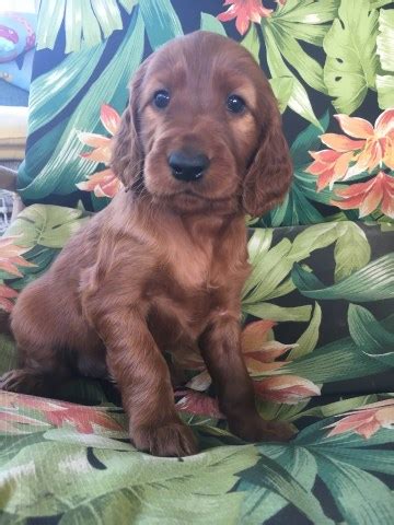 Pictured on about us tab. Irish Setter puppy dog for sale in Dunnsville, Virginia