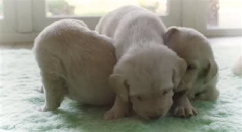 How old are puppies when they open their eyes. When These Lab Puppies Open Their Eyes For The First Time ...