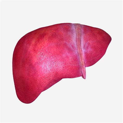 Dieses atmungssystem wird auch als respiratorisches system bezeichnet (respiration = atmung) und in zwei teilbereiche unterteilt Magen stock abbildung. Illustration von menschlich ...