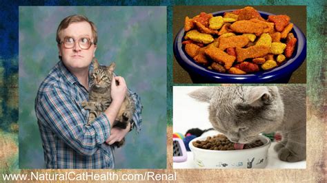 6 triumph pet foods cat food for kidney disease. Best Food For Cats With Kidney Disease - YouTube