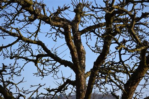 Das pflanzenlexikon ist gegliedert nach den wichtigsten einheimischen. Pin de Lara Käser en Photography | Parques, Parques ...