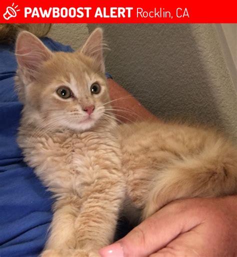 I work with men in 17 countries all over the world, appeared on national tv, and featured in international media. Rehomed Male Cat in Rocklin, CA 95765 (ID: 4675919) | PawBoost