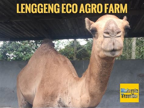 Degraded soil around the world is making farms less fertile and threatening the future of the food supply. Lenggeng Eco Agro Farm - Rabbit Fun Land, Lenggeng