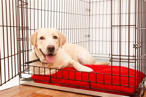 People often want to know … is it ok to leave food or water in my dog's crate? Crate Training 101 - The Dogington Post