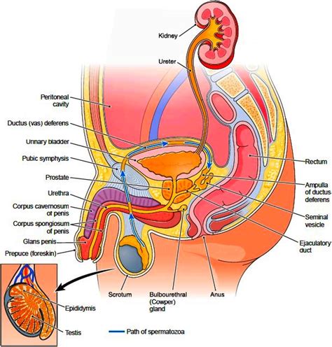 The penis, the male organ of copulation, is partly inside. Male Reproductive System. Testes