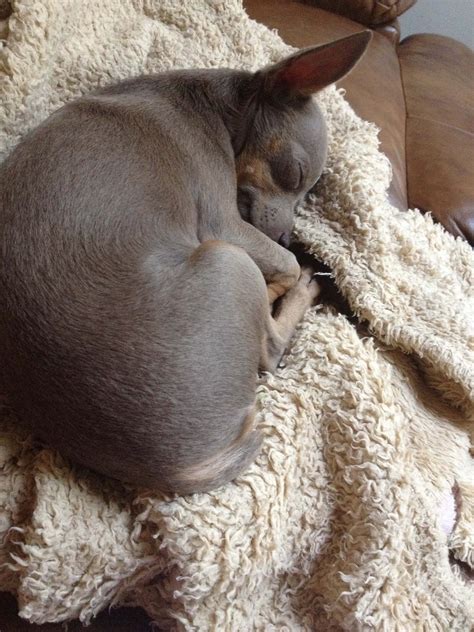 Seasonal flank alopecia in dogs usually occurs in the winter. How to Treat Color Dilution Alopecia in Dogs | Alopecia ...