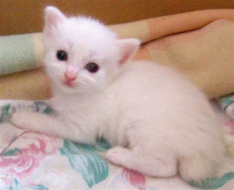 Find manx kittens for sale on pets4you.com. FOR SALE: Manx kittens