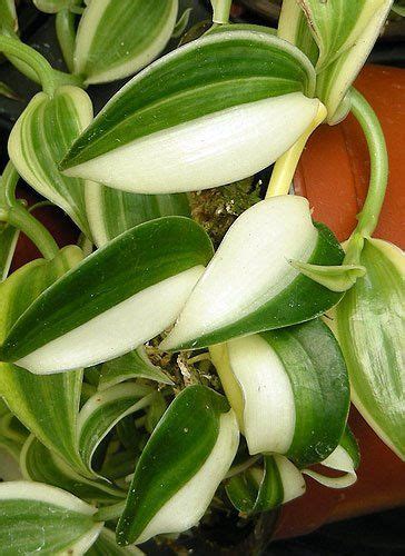 Vanilla planifolia variegated is a very easy plant for in the tropical terrarium. Pin on PLANTS: Flowers ~ Plants ~ Landscaping ~ Gardens ...