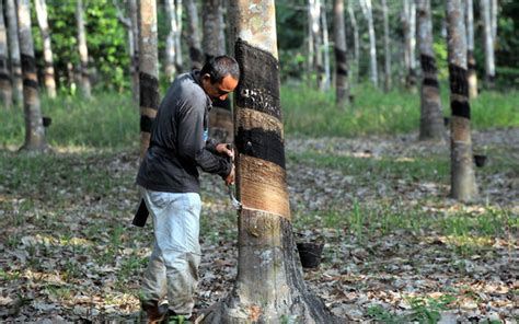 Masin besar, pitas, sabah, menerangkan bagaimana program penanaman getah telah memberikan kesan positif. 40% penoreh getah, pekebun kecil di Sabah belum terima ...